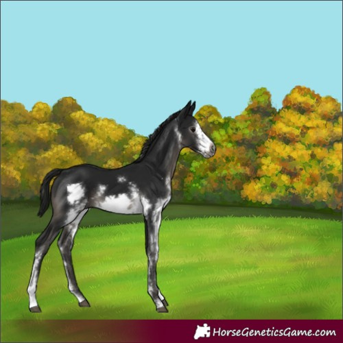 Horse Color:Gray Black Sabino Frame 