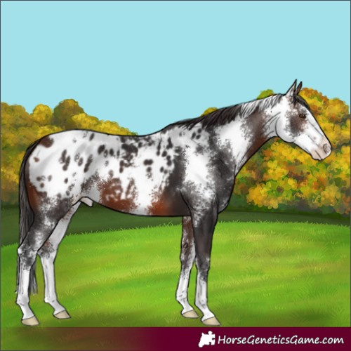Horse Color:Brown Sabino Blanket