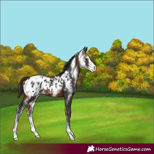 Horse Color:Brown Sabino Appaloosa 