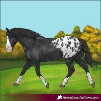 Horse Color:Black Splash Appaloosa 