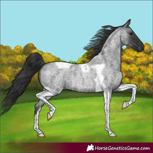Horse Color:Unknown 