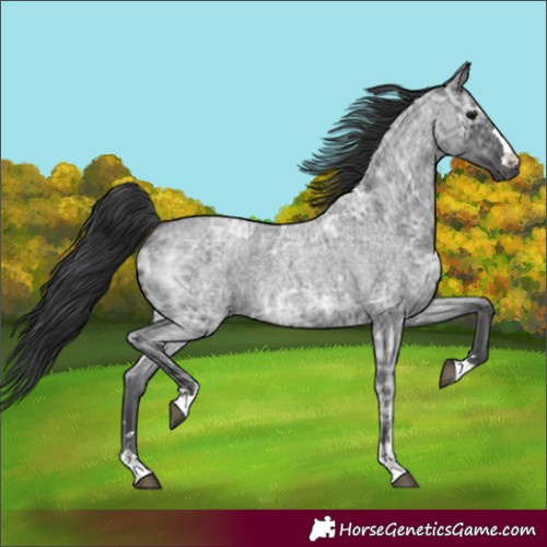 Horse Color:Blue Ice Roan 
