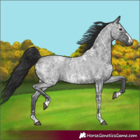 Horse Color:Blue Ice Roan