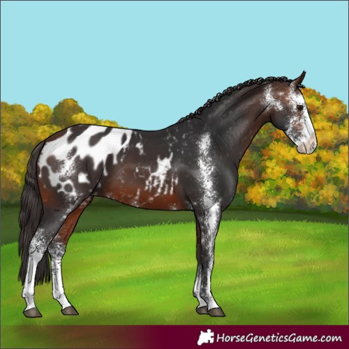 Horse Color:Brown Sabino Appaloosa