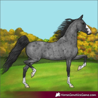 Horse Color:Blue Roan 