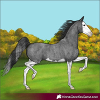 Horse Color:Blue Roan Splash