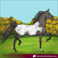 Horse Color:Grullo Blanket