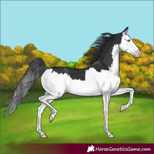 Horse Color:Black Splash 