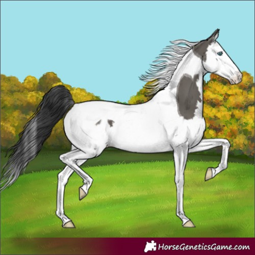 Horse Color:Grullo Splash Tobiano Appaloosa 
