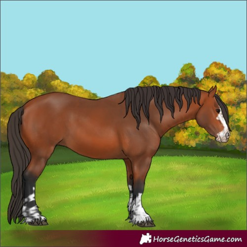 Horse Color:Bay and Bay