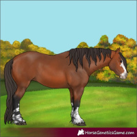 Horse Color:Bay  and Bay 
