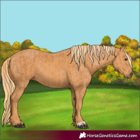 Horse Color:Chestnut and Chestnut