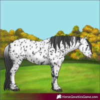Horse Color:Black Appaloosa 