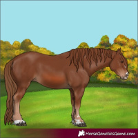 Horse Color:Chestnut 