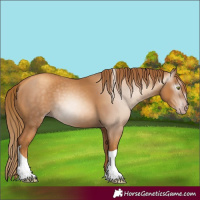 Horse Color:Gray Gold Champagne Tobiano