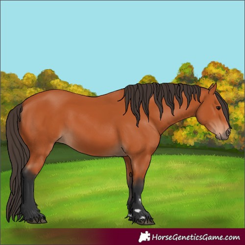 Horse Color:Bay Rabicano 