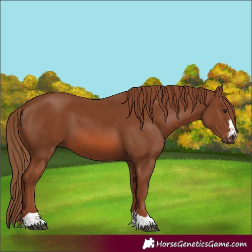 Horse Color:Chestnut 