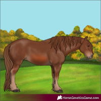 Horse Color:Chestnut 