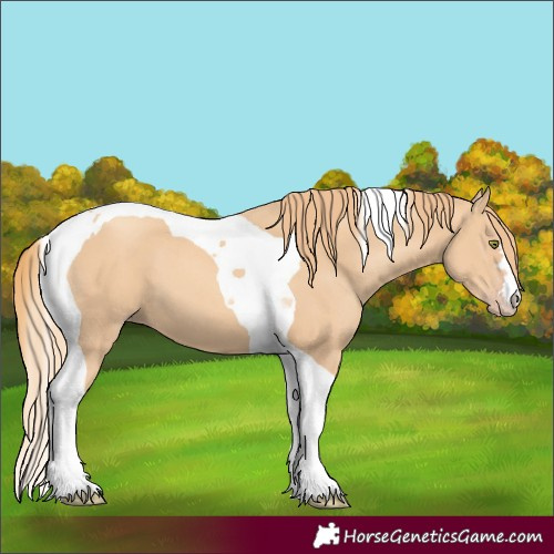 Horse Color:Gold Champagne Tobiano 