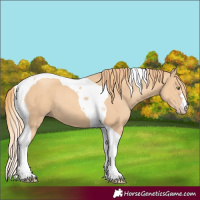 Horse Color:Gold Champagne Tobiano