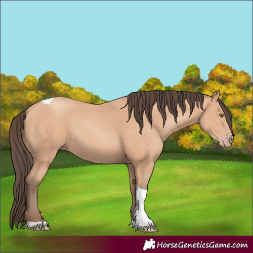 Horse Color:Amber Champagne Tobiano 