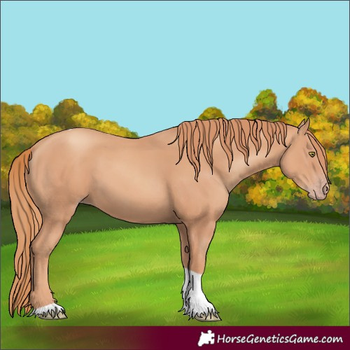 Horse Color:Gold Champagne Tobiano 