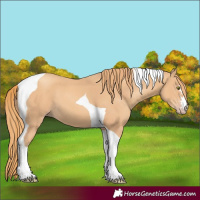 Horse Color:Gold Champagne Tobiano