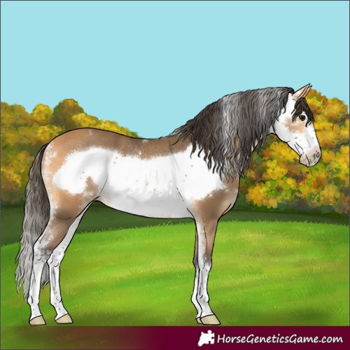 Horse Color:Buckskin Sabino Frame Rabicano 