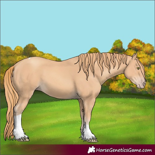 Horse Color:Gold Champagne Tobiano 