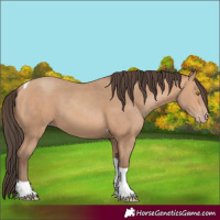 Horse Color:Amber Champagne Tobiano