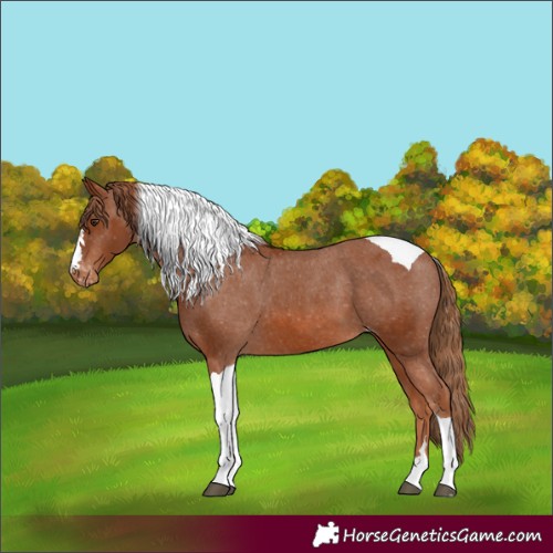 Horse Color:Chestnut Tobiano Appaloosa