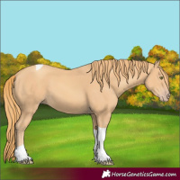Horse Color:Gold Champagne Tobiano