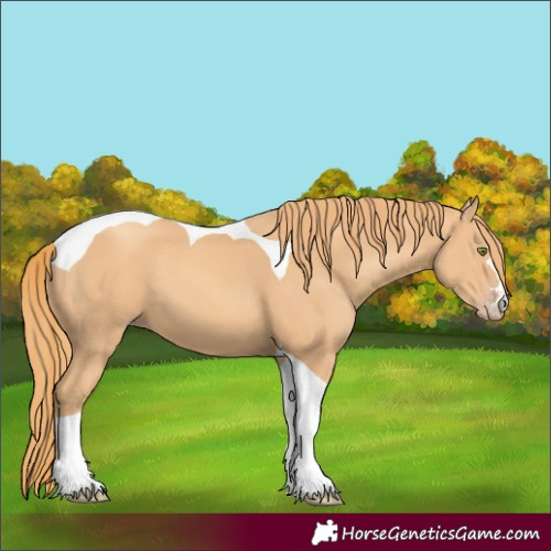 Horse Color:Gold Champagne Tobiano 