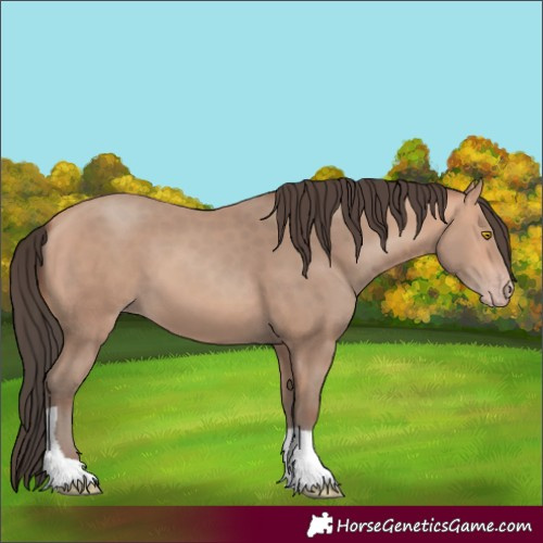 Horse Color:Amber Champagne Tobiano 