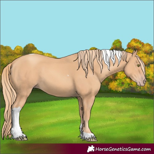 Horse Color:Gold Champagne Tobiano 