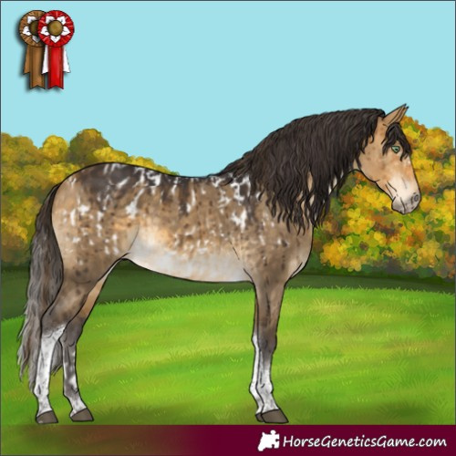 Horse Color:Buckskin Dun Sabino Tobiano Appaloosa Brindle and Buckskin Dun Tobiano Brindle