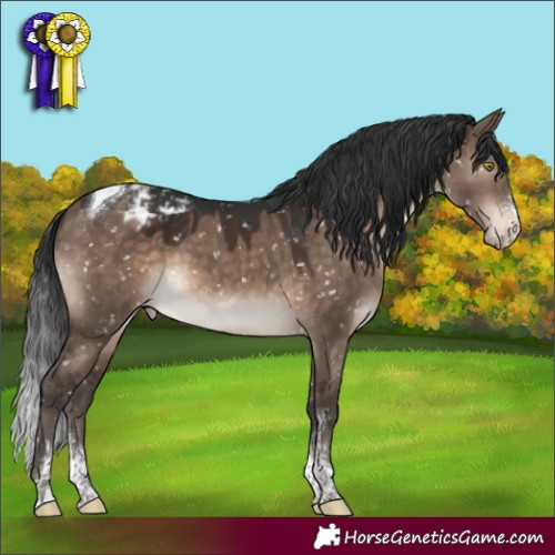 Horse Color:Brown Dun Sabino Tobiano Appaloosa