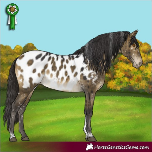 Horse Color:Buckskin Dun Tobiano Appaloosa Brindle 