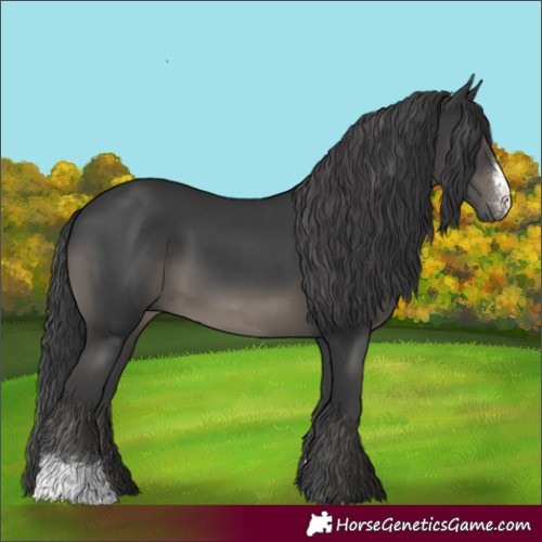 Horse Color:Black Sabino 
