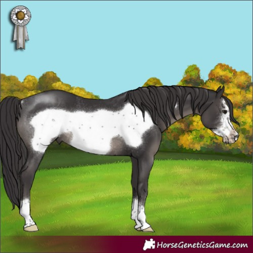 Horse Color:Smoky Black Frame Rabicano 