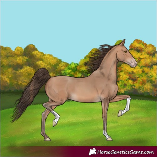 Horse Color:Amber Champagne Tobiano 