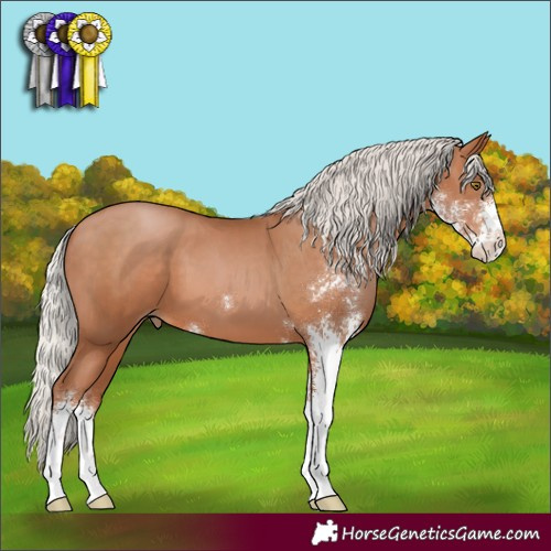 Horse Color:Silver Brown Pearl Sabino 