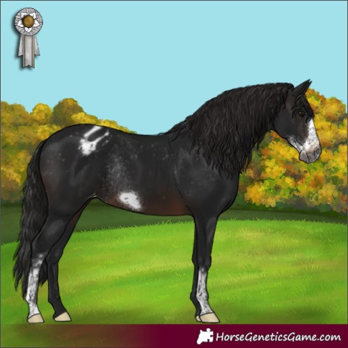 Horse Color:Gray Brown Sabino Frame Appaloosa Rabicano 