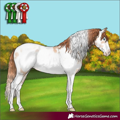 Horse Color:Sable Champagne Pearl Sabino Tobiano Frame Appaloosa 
