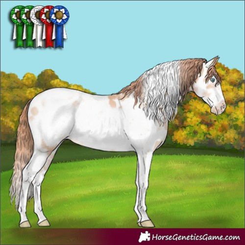 Horse Color:Sable Champagne Pearl Sabino Tobiano Frame Near Leopard 