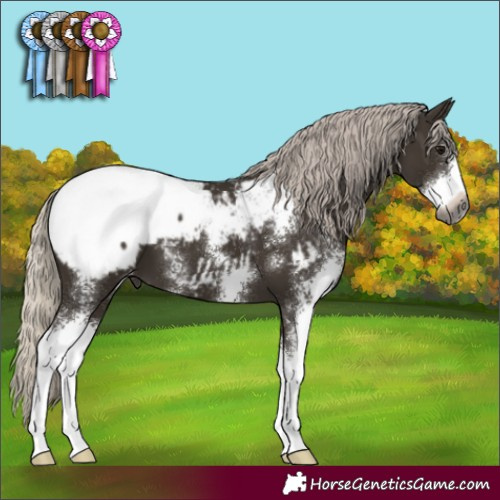 Horse Color:Gray Silver Smoky Black Sabino Appaloosa 
