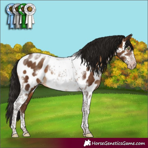 Horse Color:Gray Sable Champagne Sabino Tobiano Frame Appaloosa 