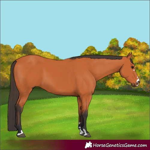 Horse Color:Bay 
