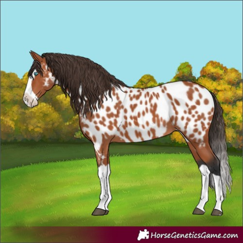 Horse Color:Bay Splash Appaloosa