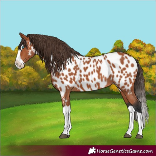 Horse Color:Bay Splash Appaloosa 